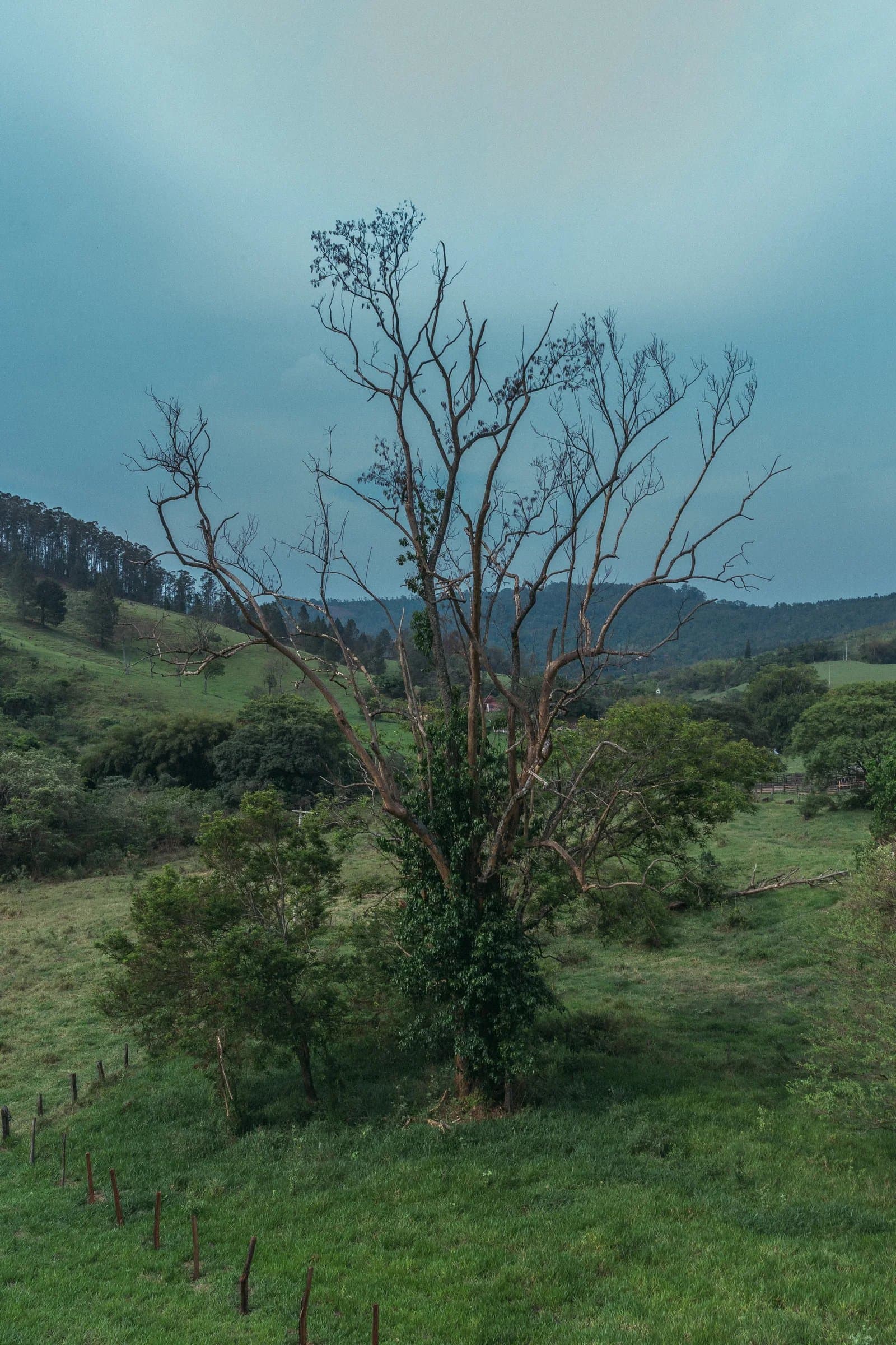 Árvore solitária em pasto verde com montanhas ao fundo na Fazenda Cósmica em Amparo interior de SP