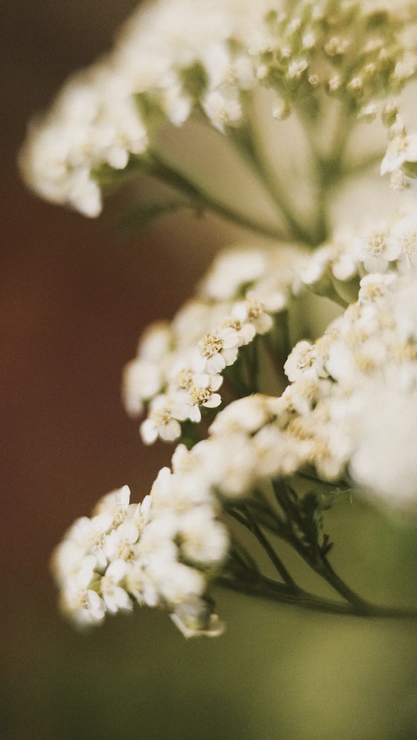 Detalhe do buquê de casamento, com flores brancas silvestres em close